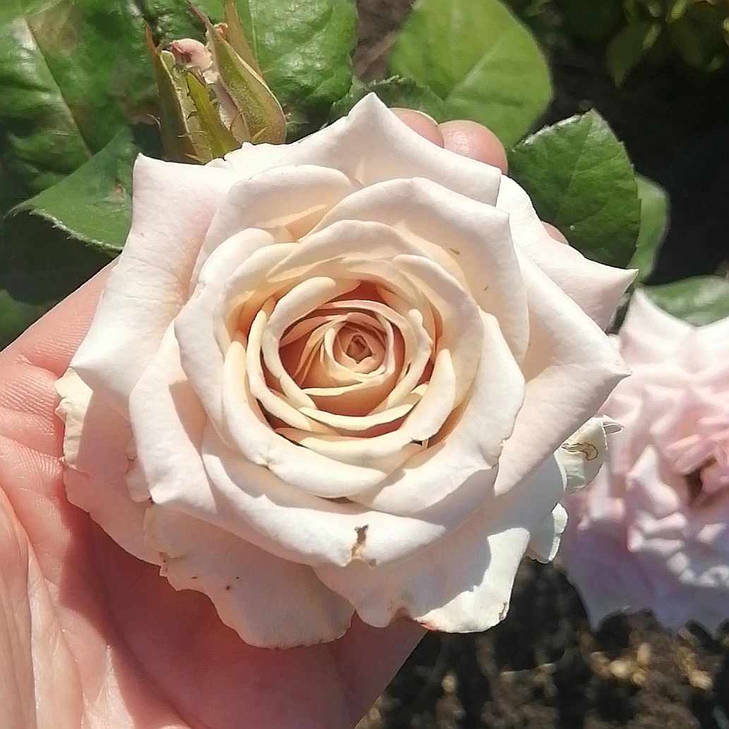 ЛА ВІДА ЛОКА ( La Vida Loca) зрізочна чайногібридна новинка