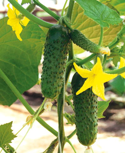 Огірок Альянс F1