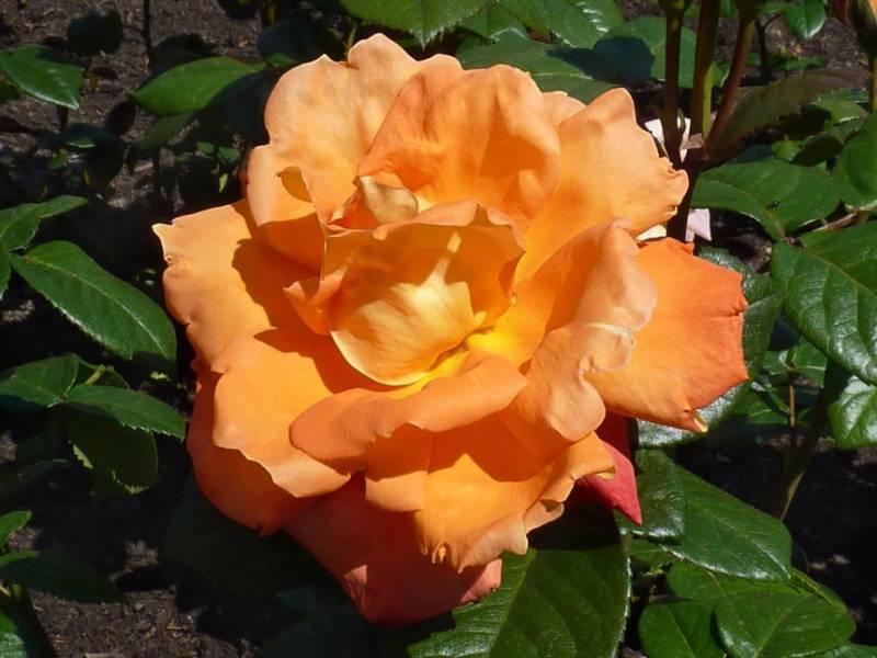 Троянда чайно-гібридна Луї де Фюнес