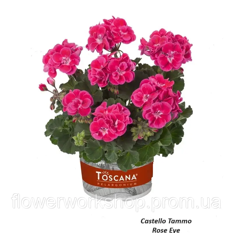 Пеларгонія зональна Castello Tammo Rose Eye (касетна розсада)