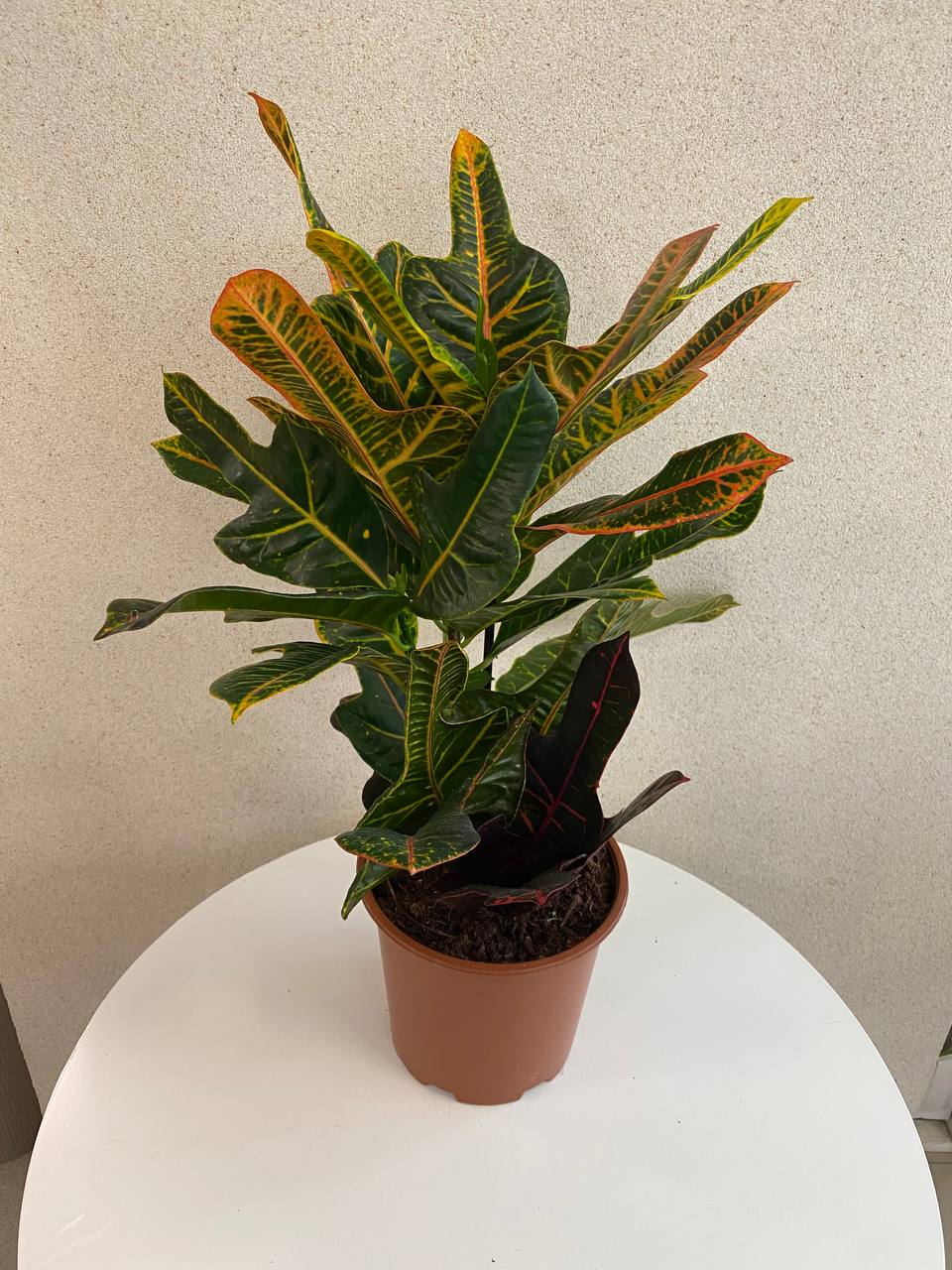 Croton