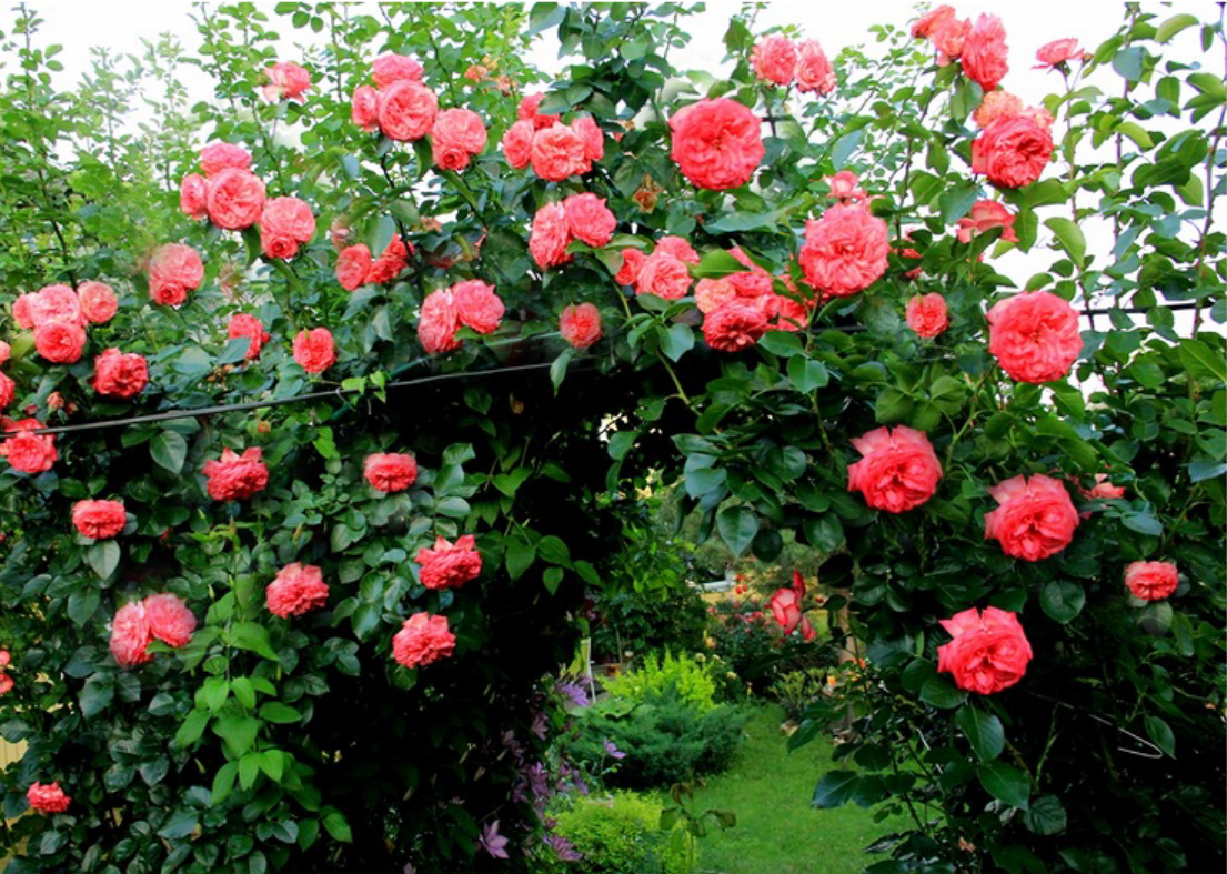 Троянда плетиста антік 2р ( ЗКС)