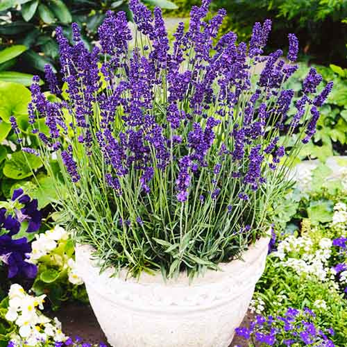 🌸 Лаванда вузьколиста "Dark Hidcote Blue" (Lavandula angustifolia "Dark Hidcote Blue")