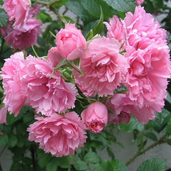 Пінк Гротендорст — Pink Grootendorst (ругоза)