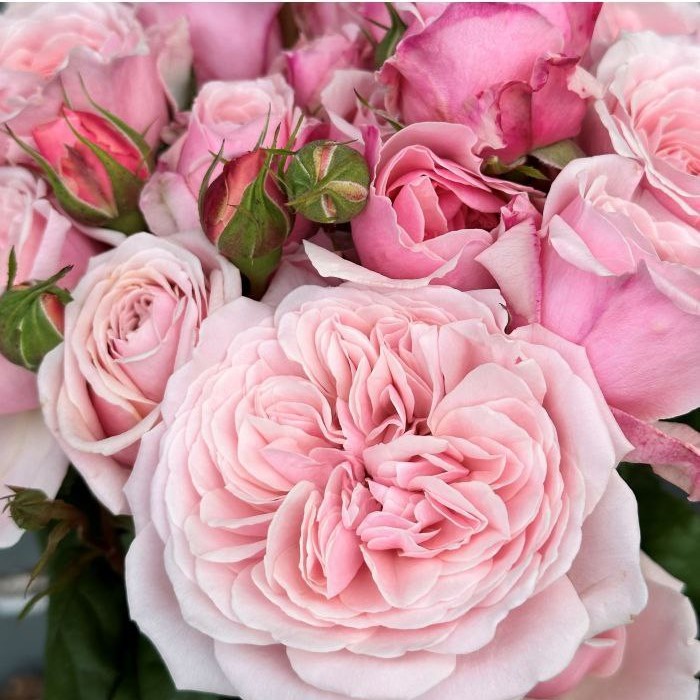 Світ Антік (Sweet Antike)