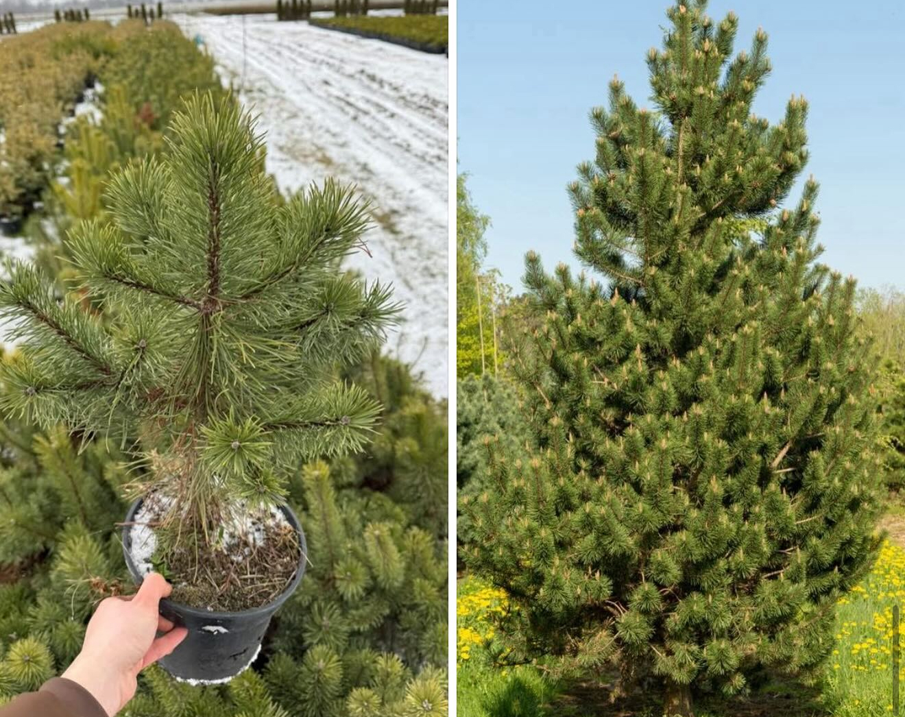 Сосна ункіната 3 л