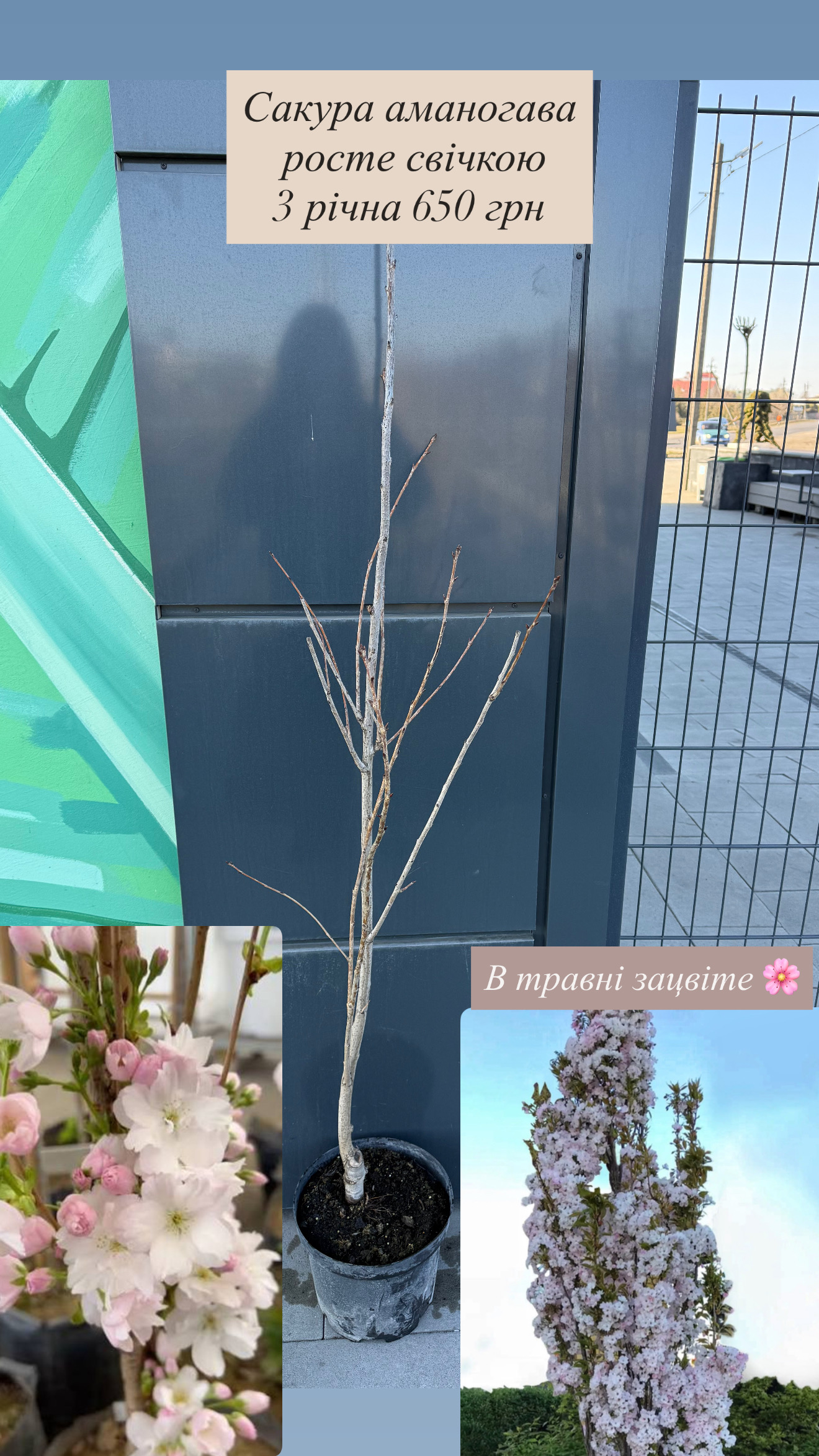 Сакура аманогава 1,6 м