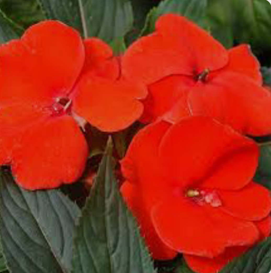 Бальзамін Новогвінейський Magnum Orange