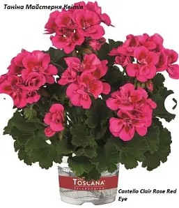 Пеларгонія Зональна малинова Castello Clair Rose Red Eye