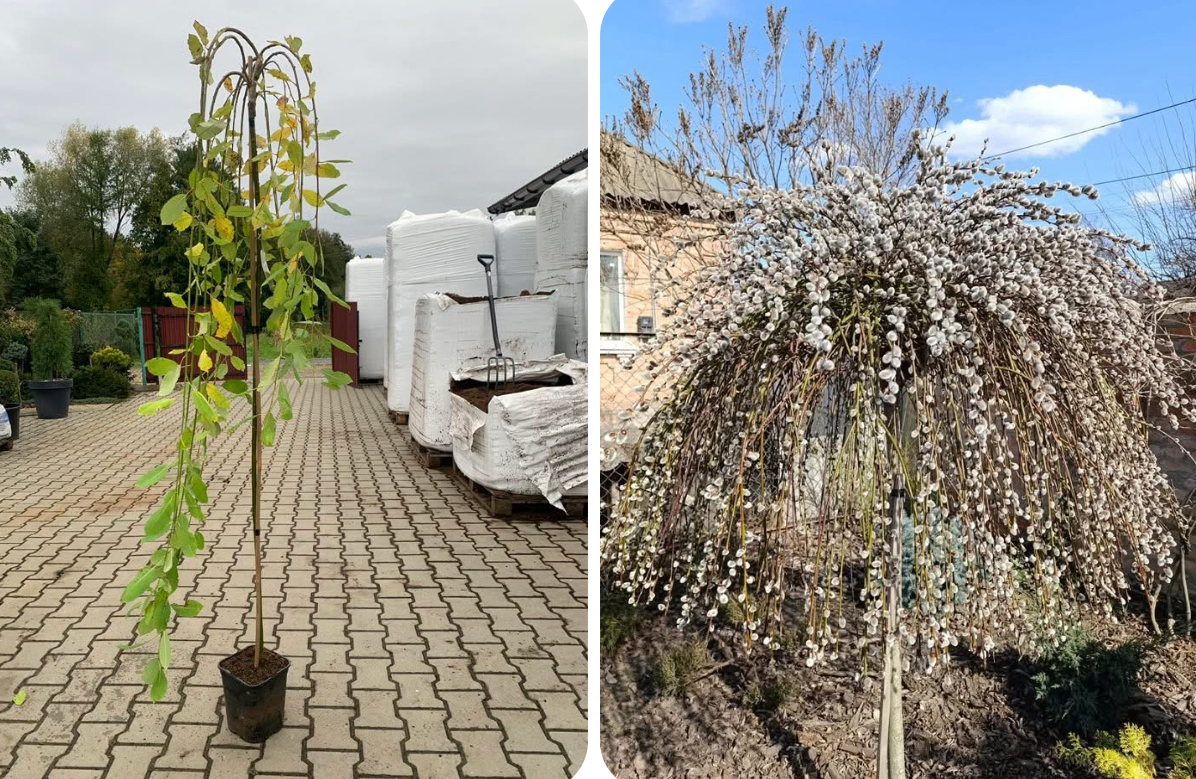 Верба кільмарнок 1,6 м