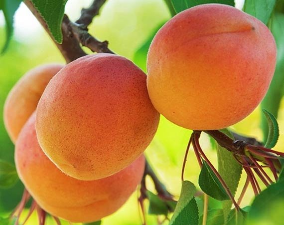 Абрикос Крупноплідний
