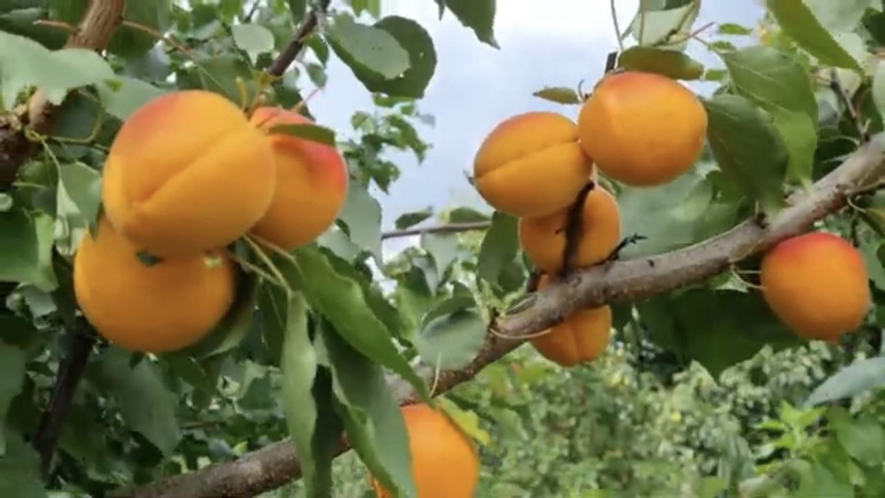 Абрикос 