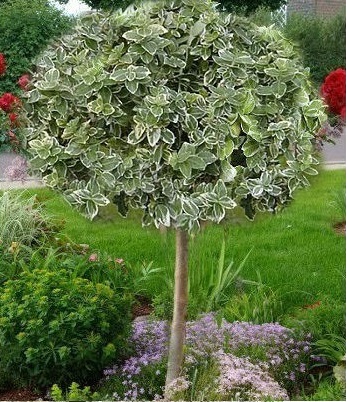 🌿 Бересклет "Kathy" (Привитий на штамбі)