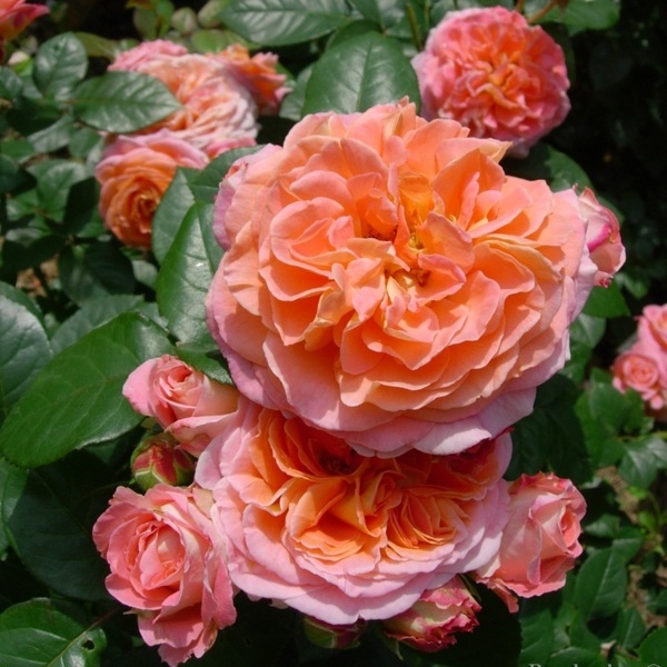 Нотр Дам дю Розер — Notre Dame du Rosaire