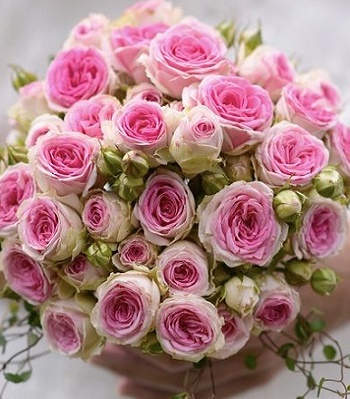 🌹 Троянда спрей "Мімі Еден"