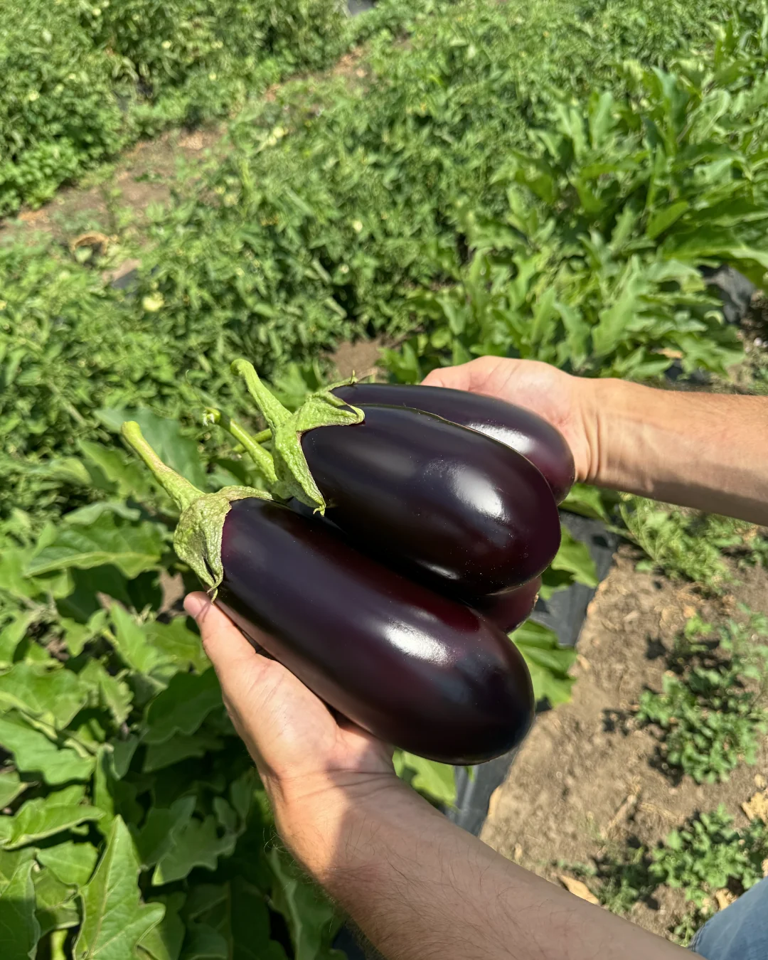 Баклажан 48-16 F1 250 нас