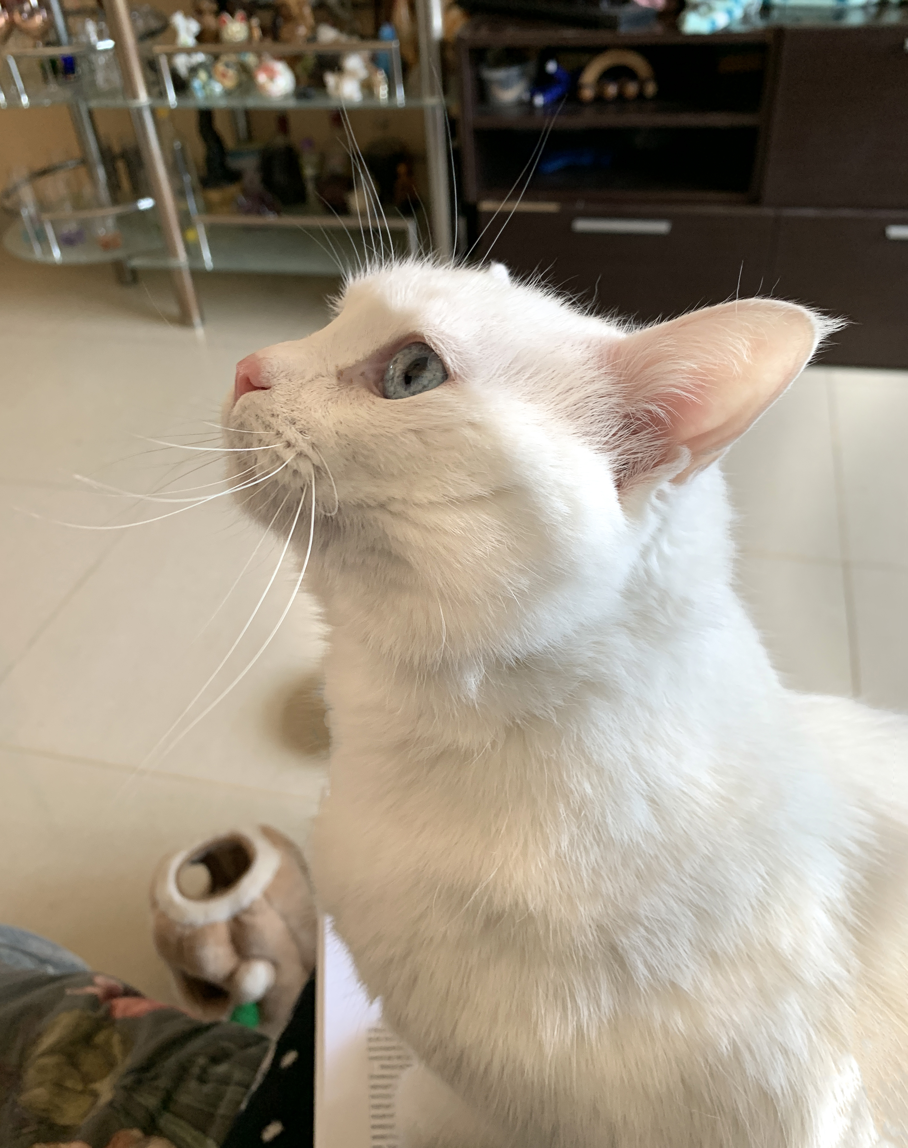 Тестовая кошка
