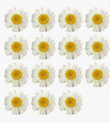 WHITE 15pcs DRY PRESSED FLOWER
