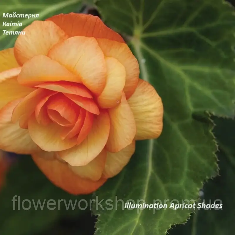 Бегонія ампельна Illumination Apricot (касетна розсада)