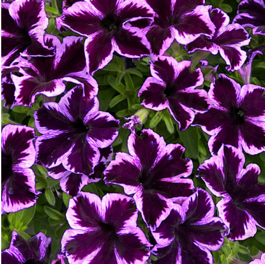 Петунія Go Tunia Cosmic Violet (касетна розсада )