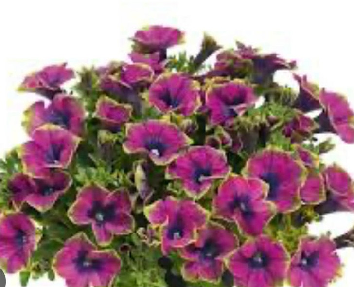 Петунія  Veranda Little Picasso ( касетна розсада)