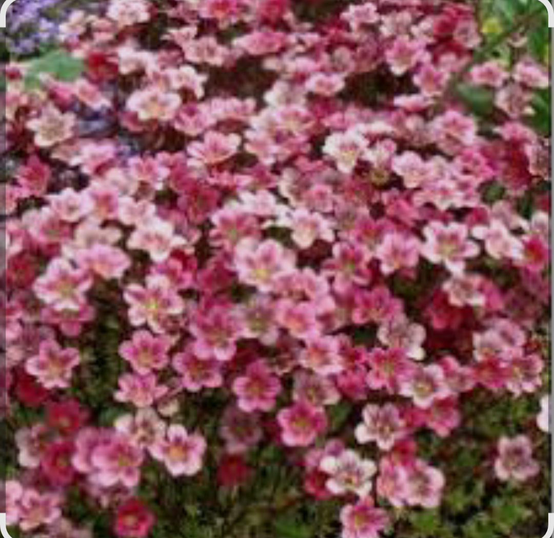 Cаксіфрага Marto Rose.