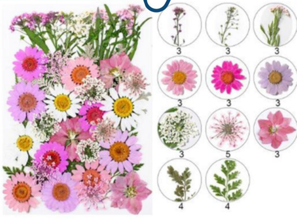 Mis Pressed Flowers ( 40 )