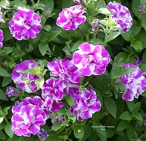 Петунія махрова Conchita Double Amarena Twist.