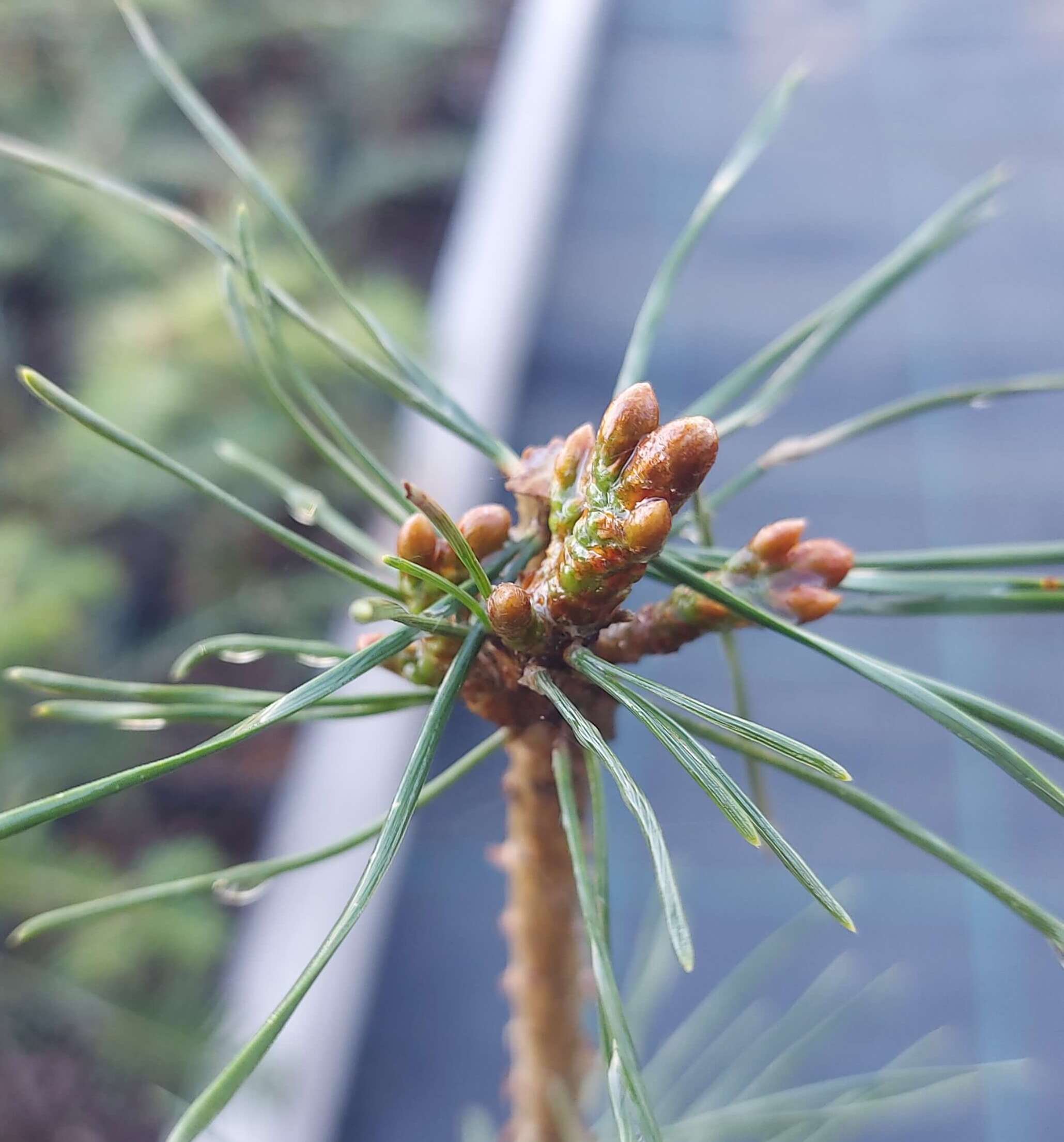 Pinus uncinata 'Vysoky'