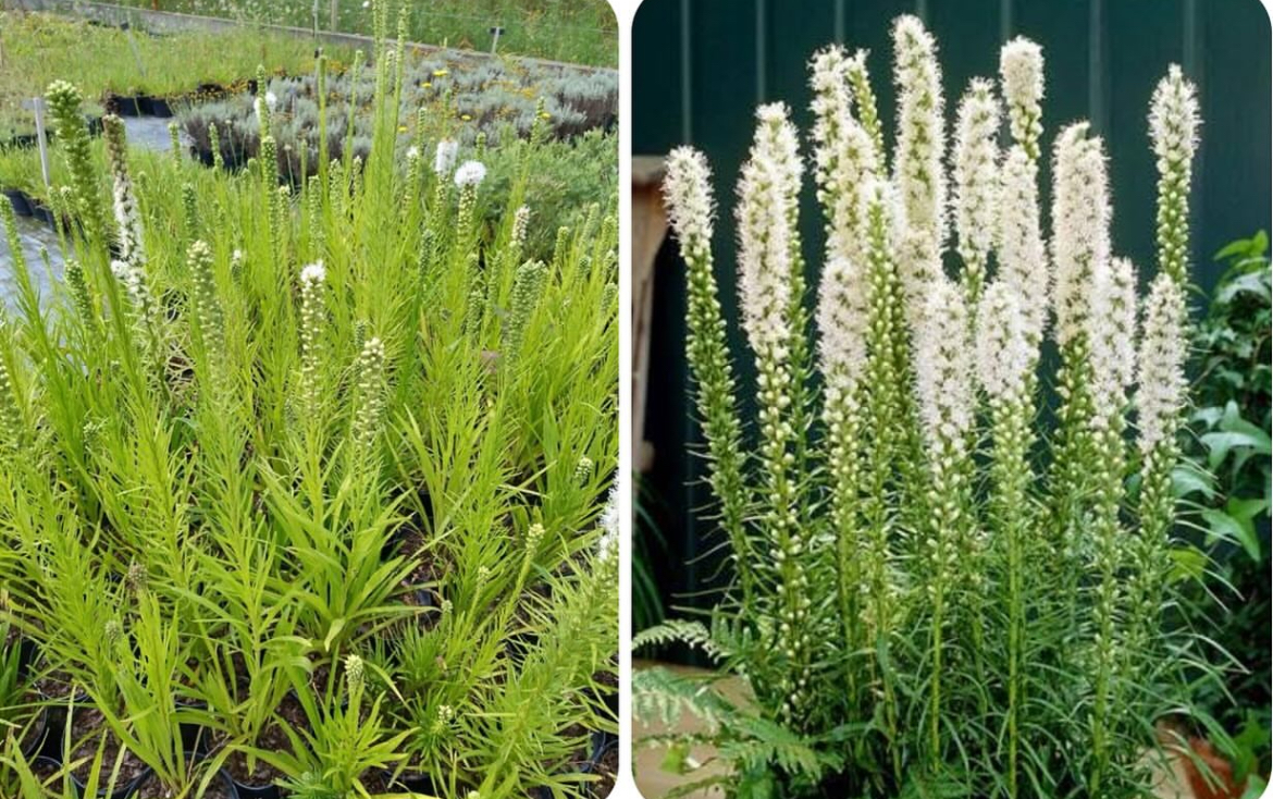 Ліатріс білий