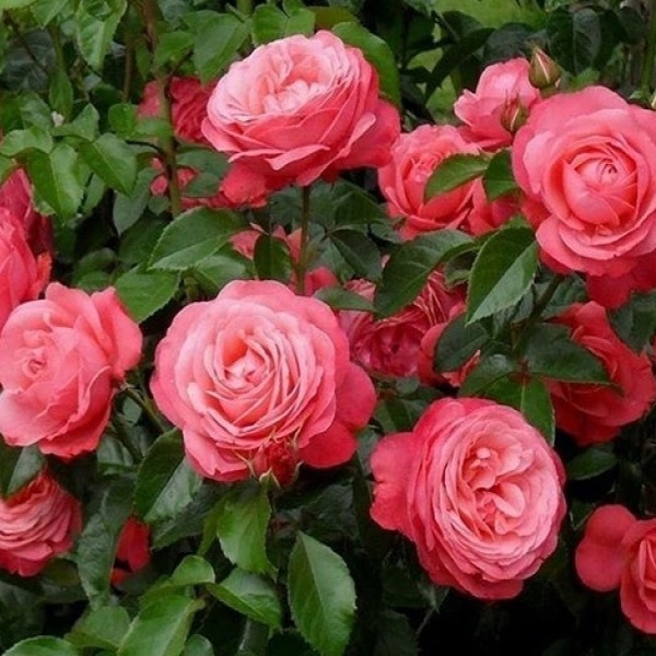 Розанна — Rosanna