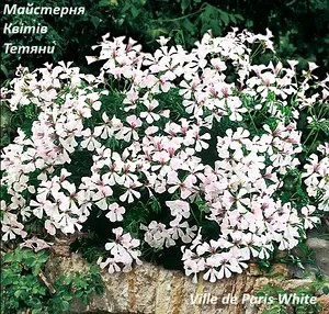 Пеларгонія ампельна Ville de Paris White (касетна розсада)