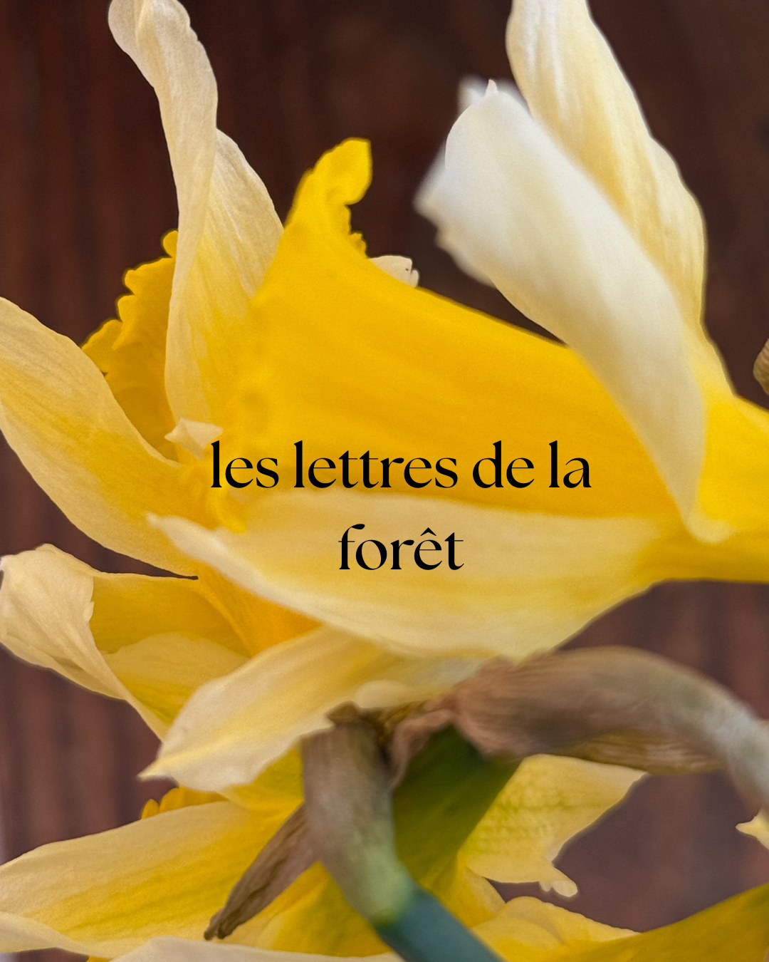 Les lettres de la forêt / Abonnement
