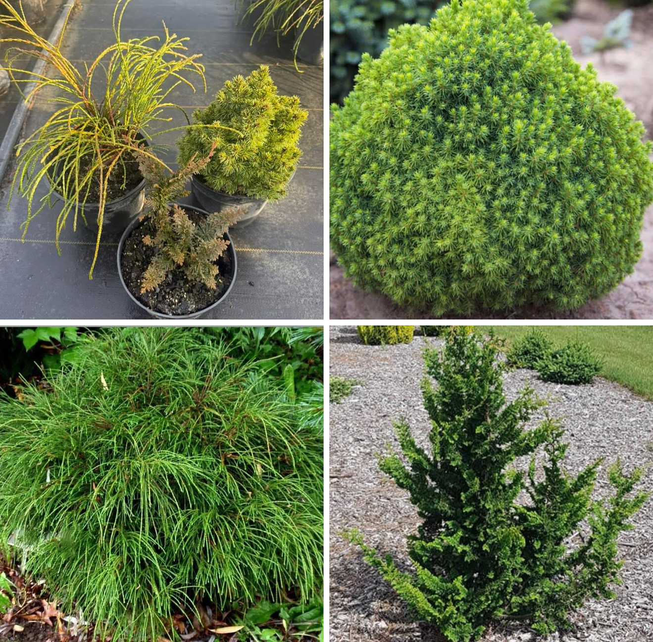 Набір віпкорд , Альберта , теді бір , віпкорд