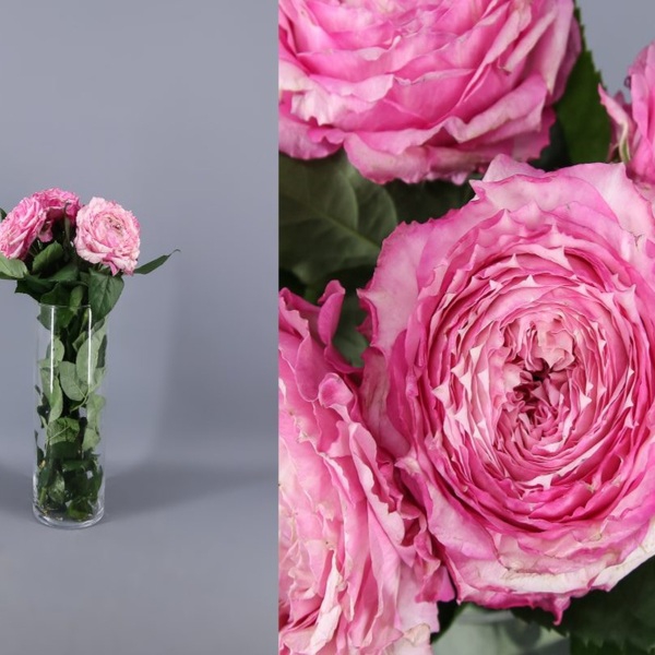 Кантрі Спіріт Леді — Country Spirit Lady