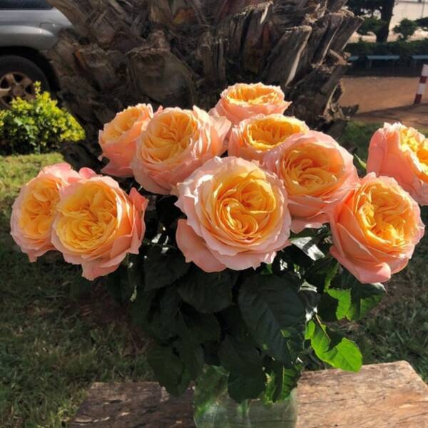 Імейджин — Imagine