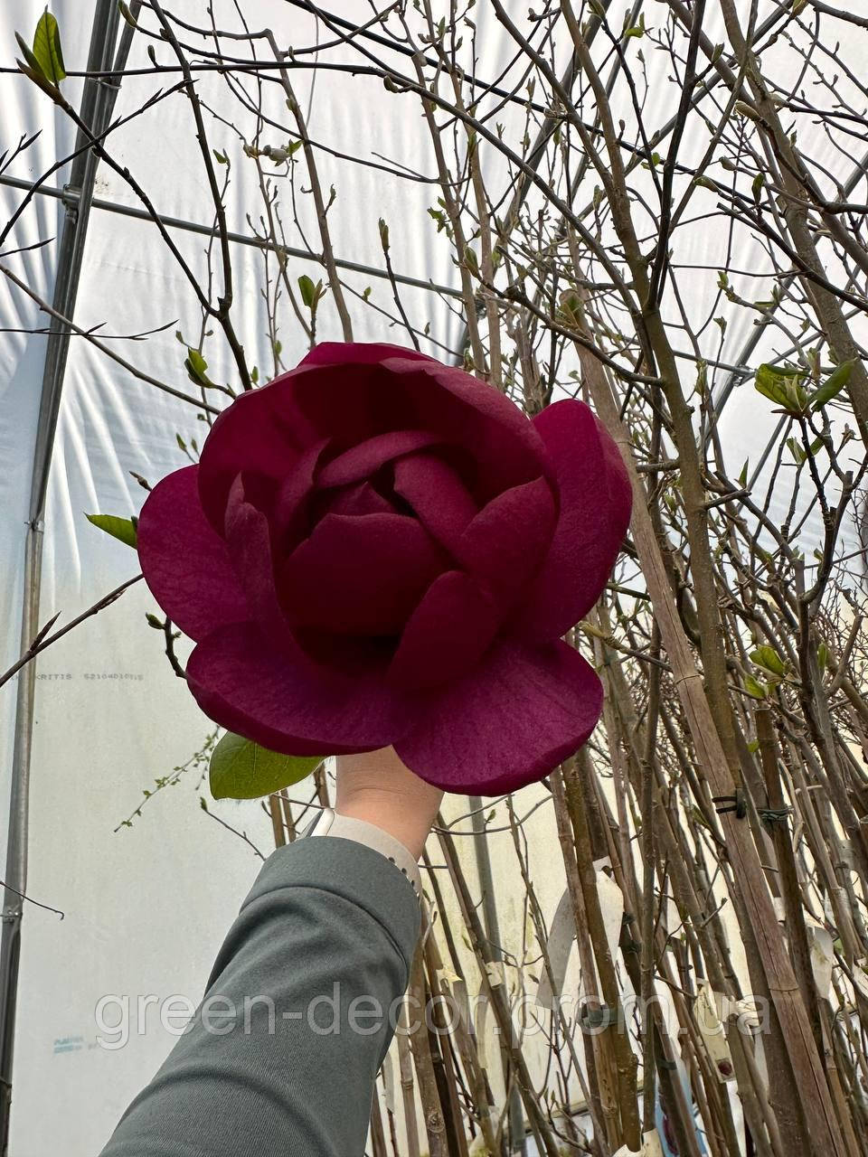 Магнолія 'Black Tulip' PBR (Magnolia 'Black Tulip' PBR) — 180-220, C15