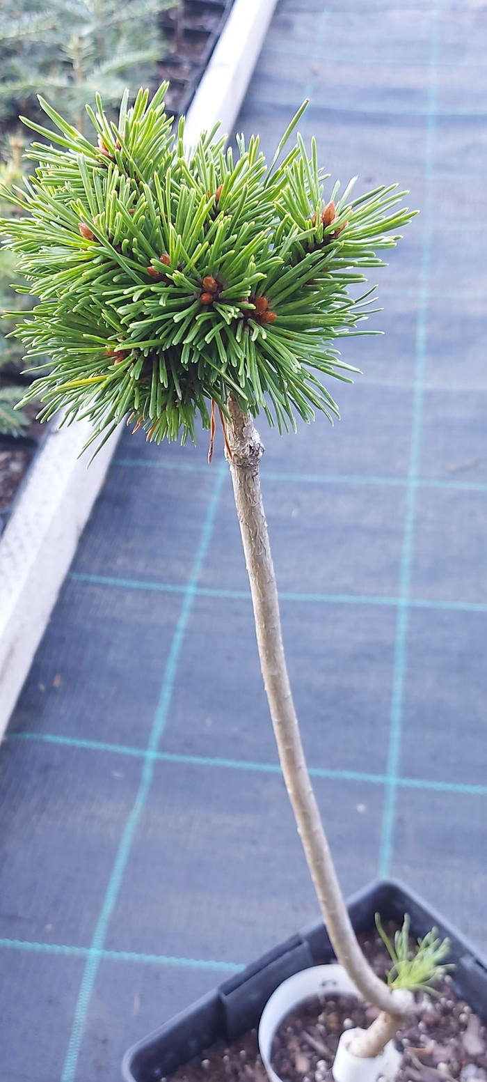 Сосна гірська 'Коцурек' (Pinus mugo 'Kocuorek')
