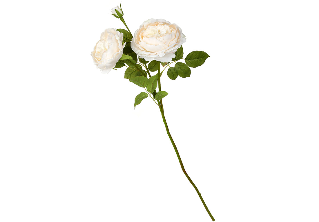 Півоноподібна троянда на стеблі