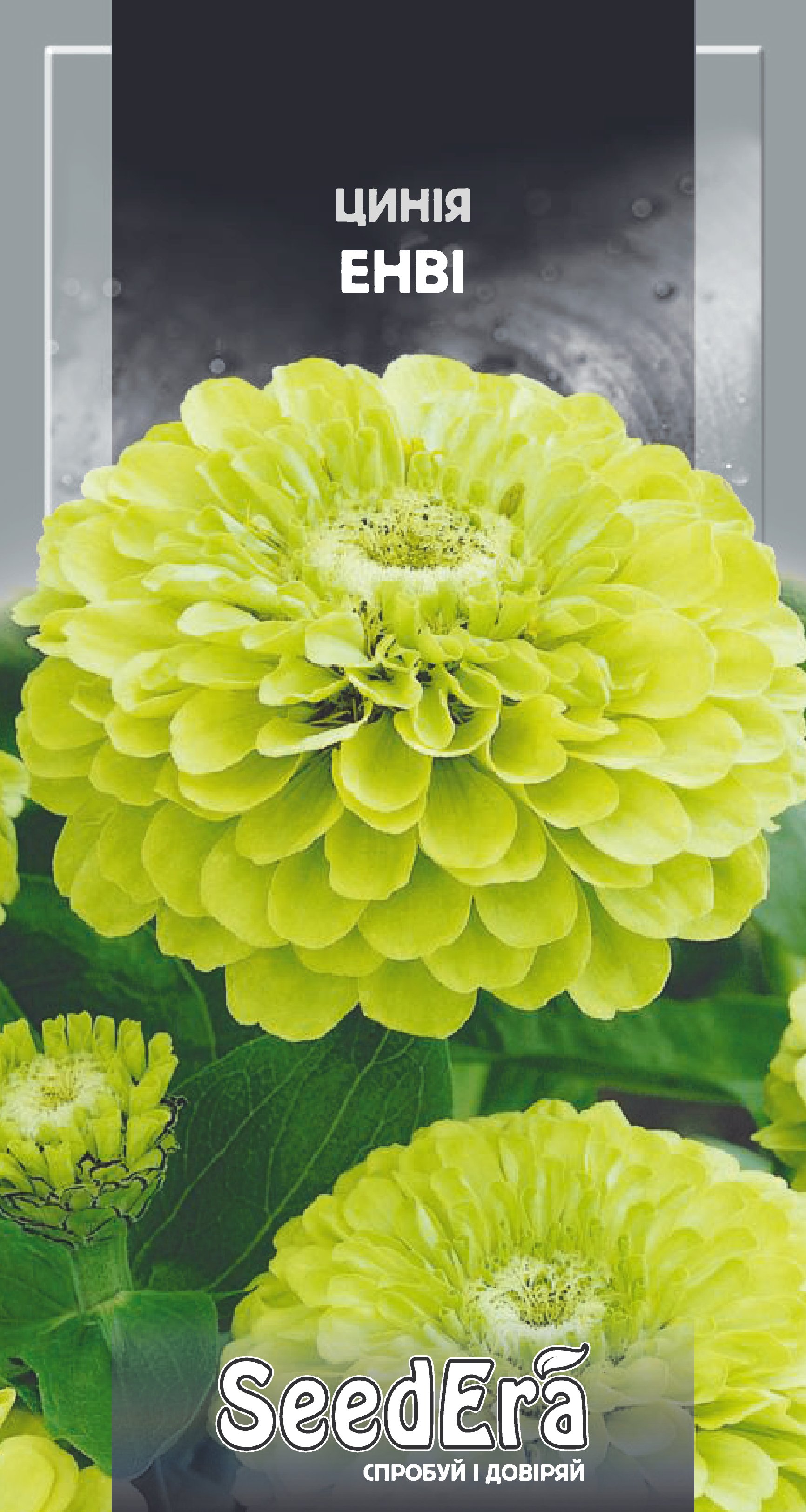 Насіння Квіти Цинія високоросла елегантна Енві, 0,5 г