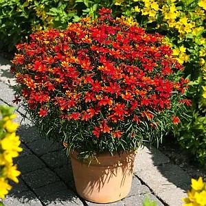 Кореопсис Lady Bird - в горщику р.10