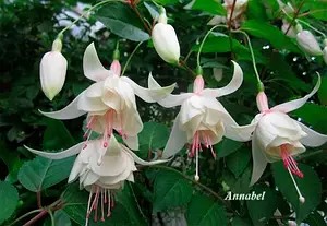Фуксія ампельна Annabel