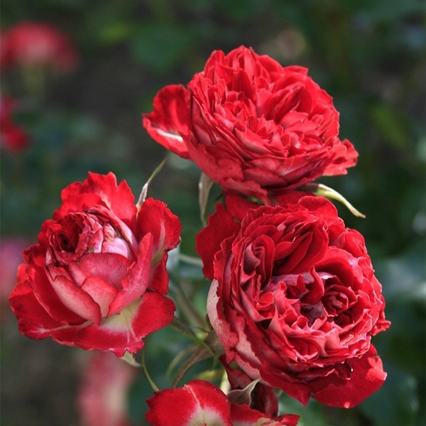 Гранатовий браслет — Garnet Bracelet