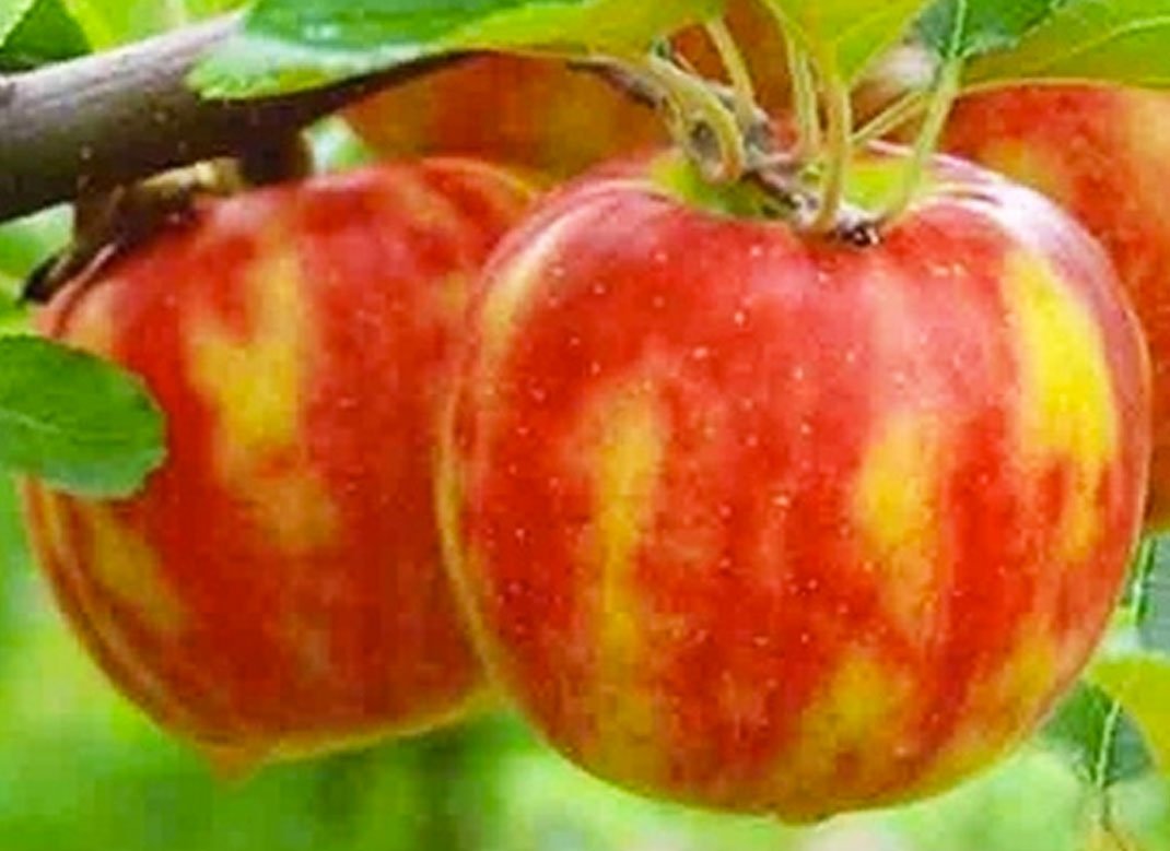 Яблуня Карнавал