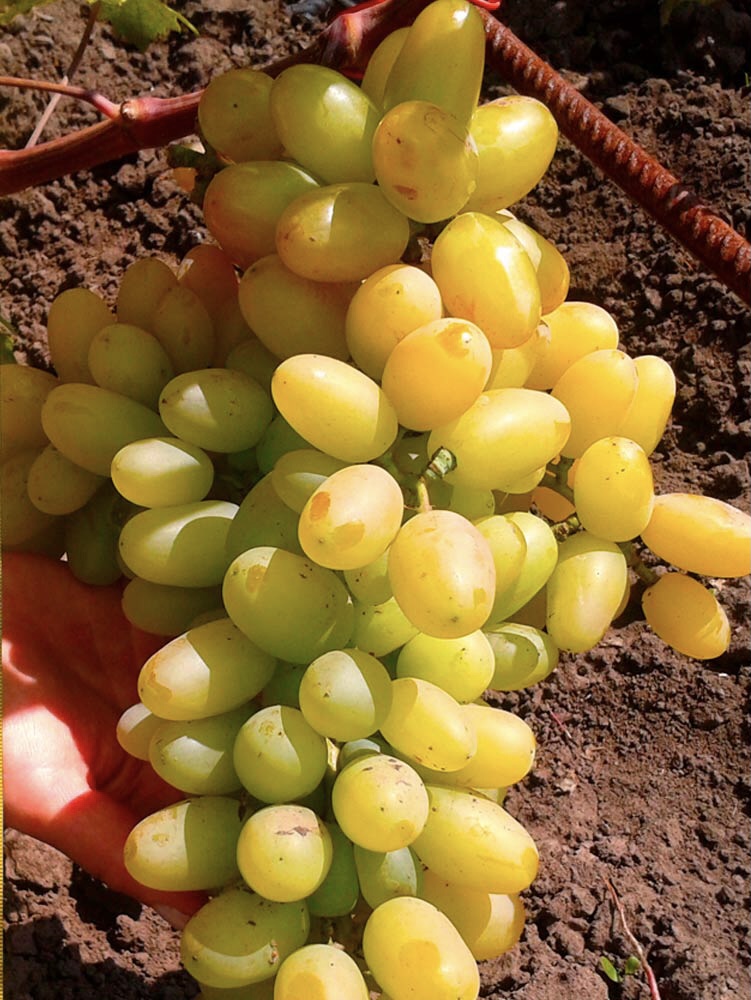 Взльотна полоса