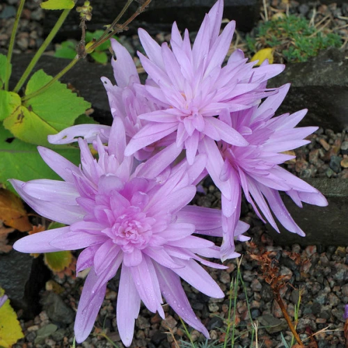 Колхикум Waterlily