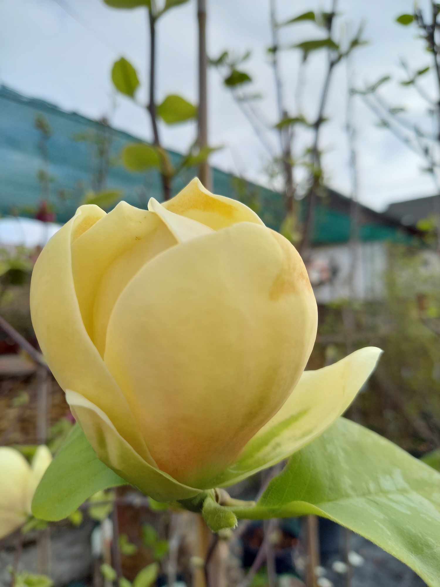 Магнолія "Honey Tulip"