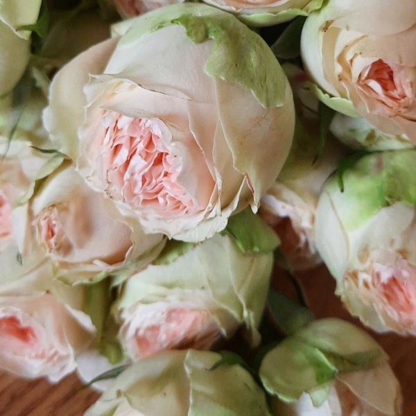 Павлова — Pavlova