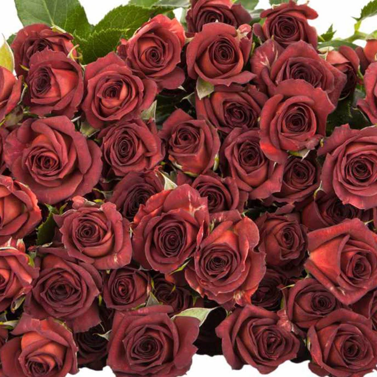 Чокочіно (Chococcino)