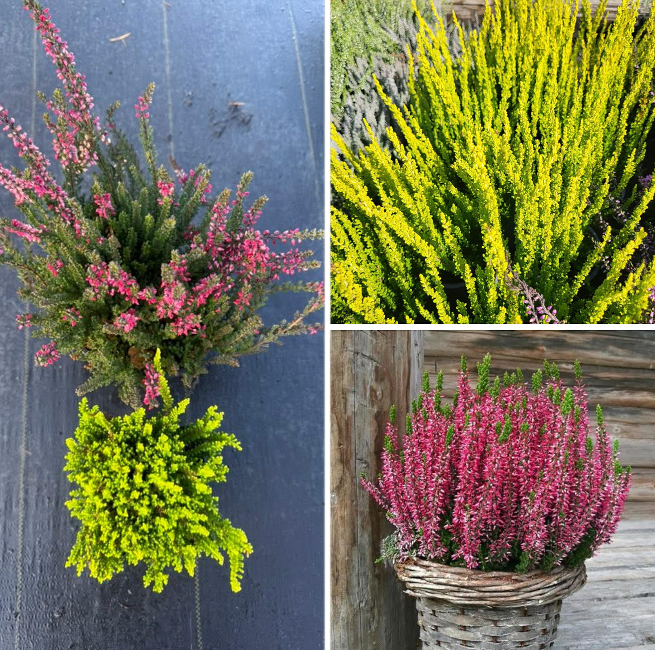 Набір вересів